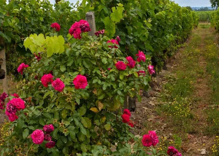 Couette-café Château Vieux Clos émilion 4*